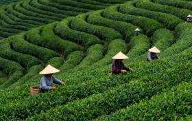 政策引领茶产业升级，公元股份护航茶乡高质量发展